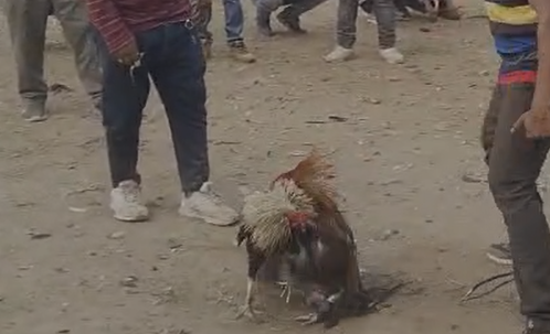 Jamshedpur: टुसू पर्व पर मुर्गा पाड़ा का आयोजन, देखें झारखंड की सांस्कृतिक धरोहर