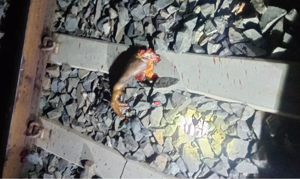 Jamshedpur: फोन पर बातचीत के दौरान दर्दनाक हादसा, ट्रेन की चपेट में आने से ट्रक चालक की मौत