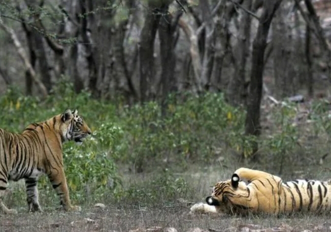 Ghatshila : बाघ ने माकुली जंगल में एक बैल का किया शिकार, घटना स्थल तक नही पहुंचे वनकर्मी
