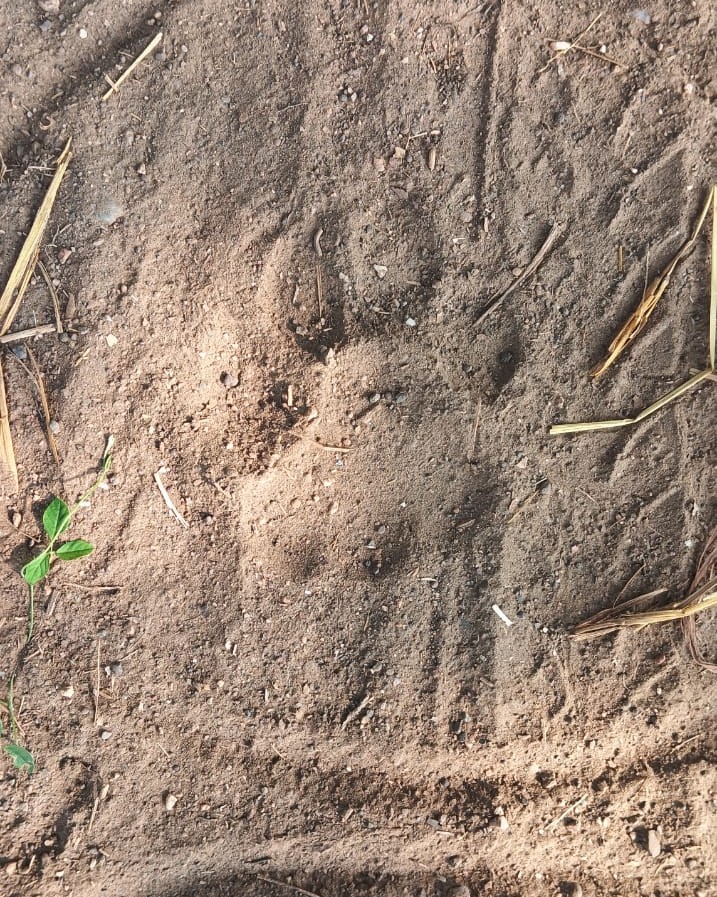 Patamda: पटमदा में बाघ के पंजों के निशान मिलने से मची अफरा-तफरी, ग्रामीणों में दहशत