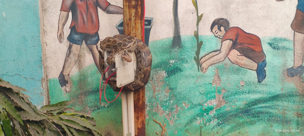 Jamshedpur : उपायुक्त कार्यालय परिसर में निकला 5 फुट लंबा अजगर