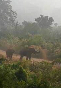 डुमकाकोचा के पास हाथी के डर से बंगाल झारखंड मुख्य सड़क रहा अस्त व्यस्त
