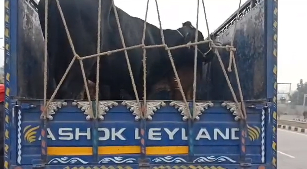 पशुओं से लदे एक पिकअप वैन को स्थानीय लोगों ने पकड़कर पुलिस के हवाले किया