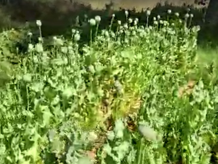 Palamu: अवैध अफीम खेती पर पुलिस की बड़ी कार्रवाई