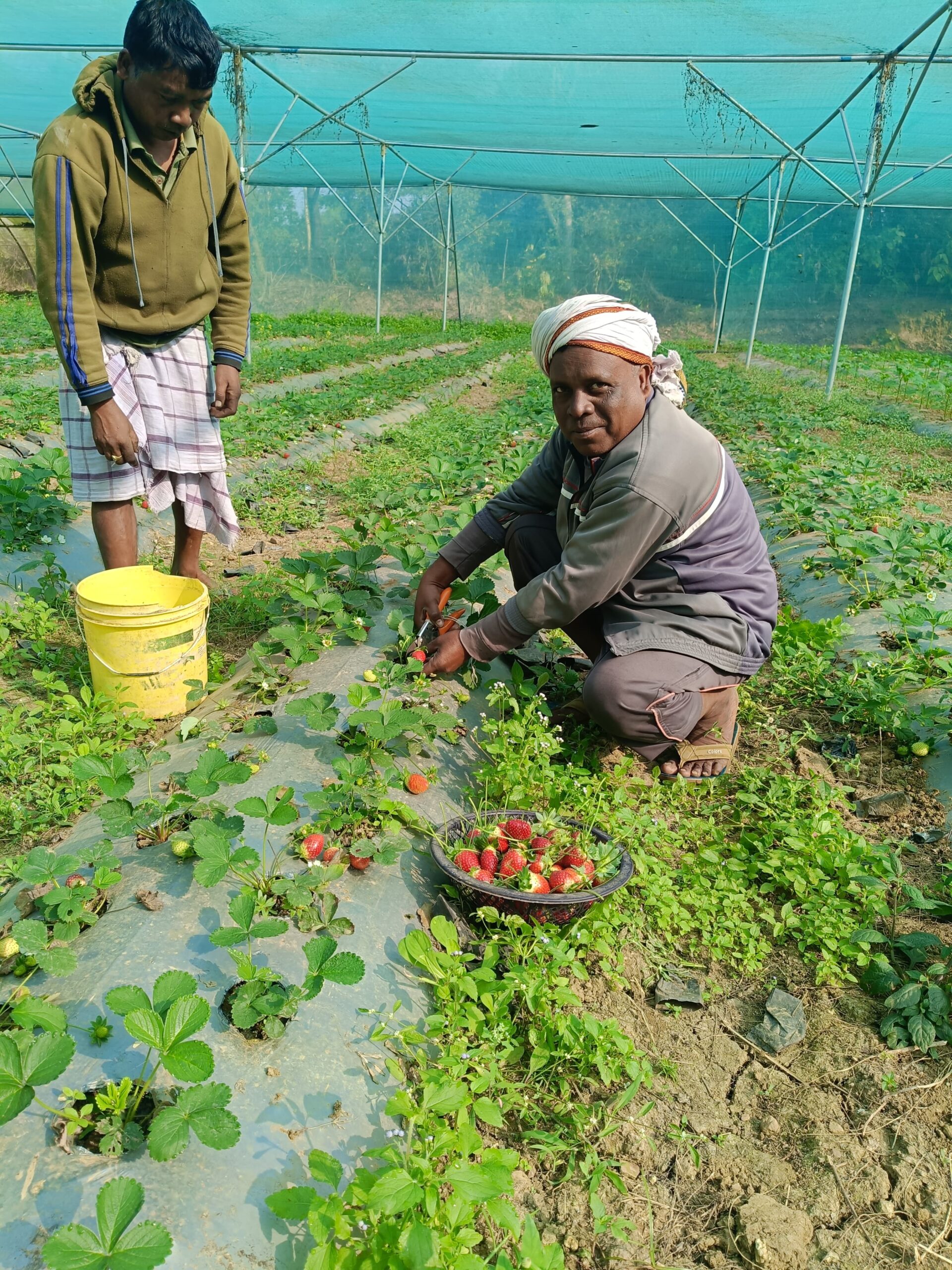 SUCCESS STORY :  स्ट्रॉबेरी की खेती से बदली बैजू हेंब्रम की किस्मत, सालाना लाखों की कर रहे आमदनी