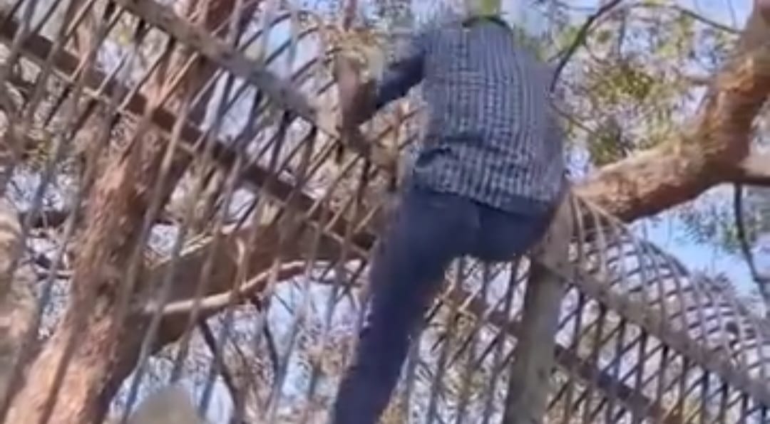 Ahmadabad : प्रेमिका को लुभाने के लिए शेर के पिंजरे में कूदा युवक