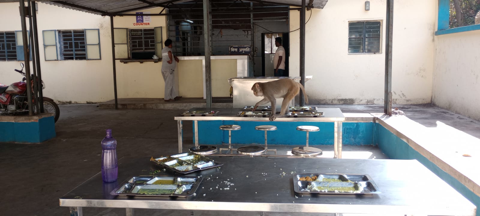 Jadugora : यूसिल अस्पताल कैंटीन में लंगूर मचा रहे उत्पात, लोग दहशत में