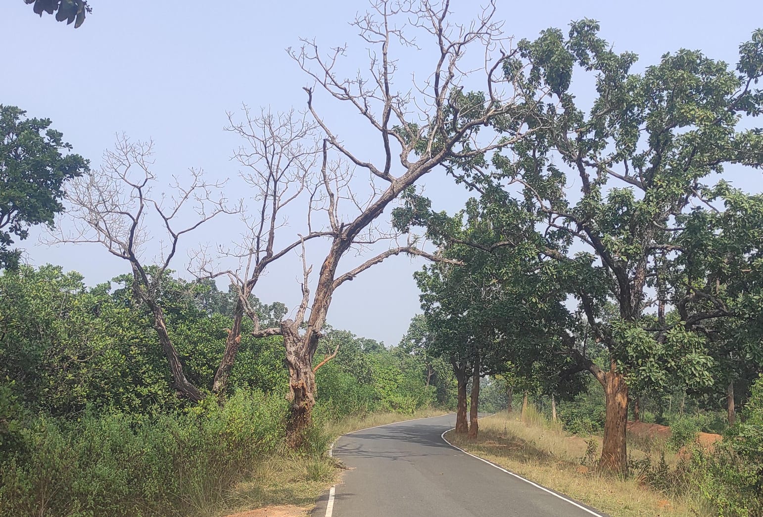 Chakulia : हादसे को आमंत्रित कर रहे हैं सड़कों के किनारे सूखे और जर्जर पेड़