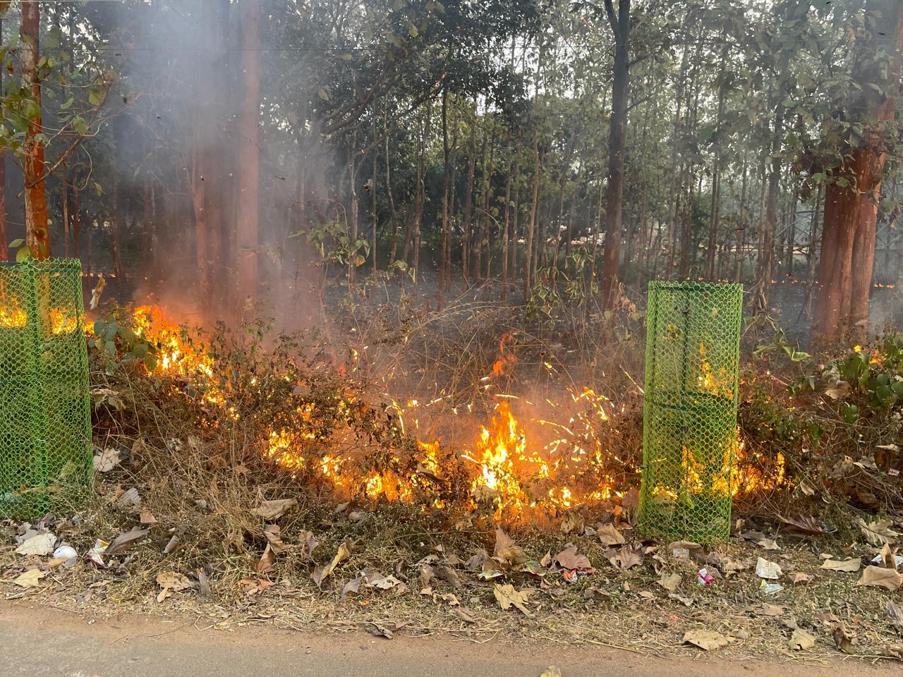 Chakulia : नपं कार्यालय के पास झाड़ियों में लगी भीषण आग, पेड़ और पौधे झुलसे