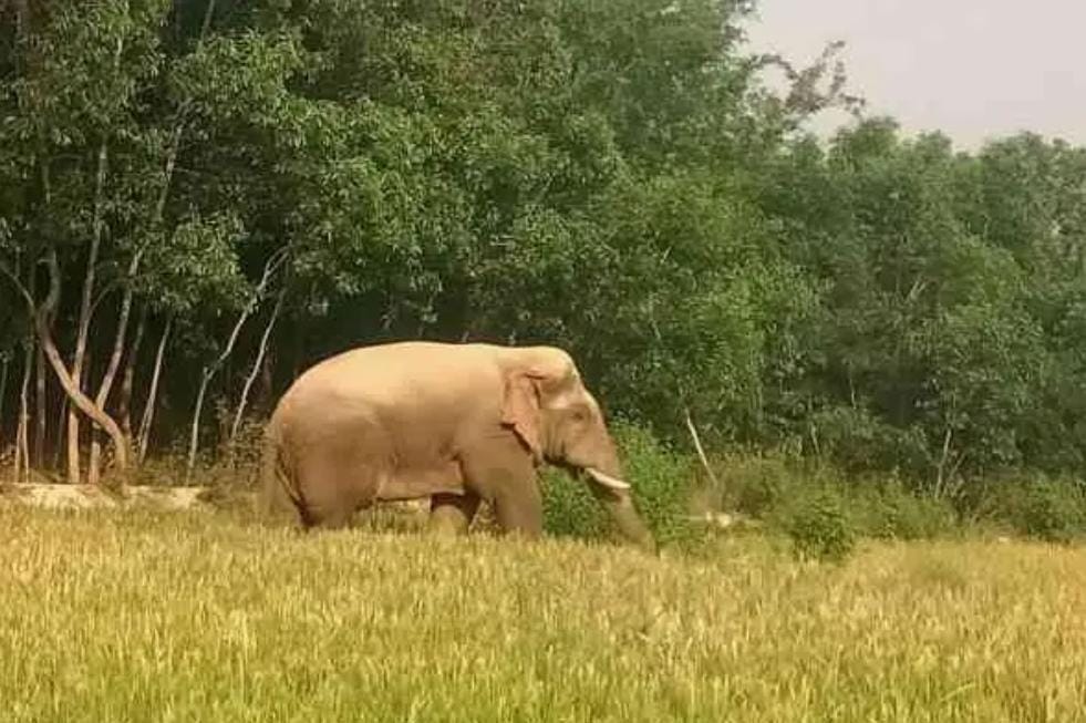 Baharagora : जंगली हाथी के आगमन से ग्रामीणों में दहशत