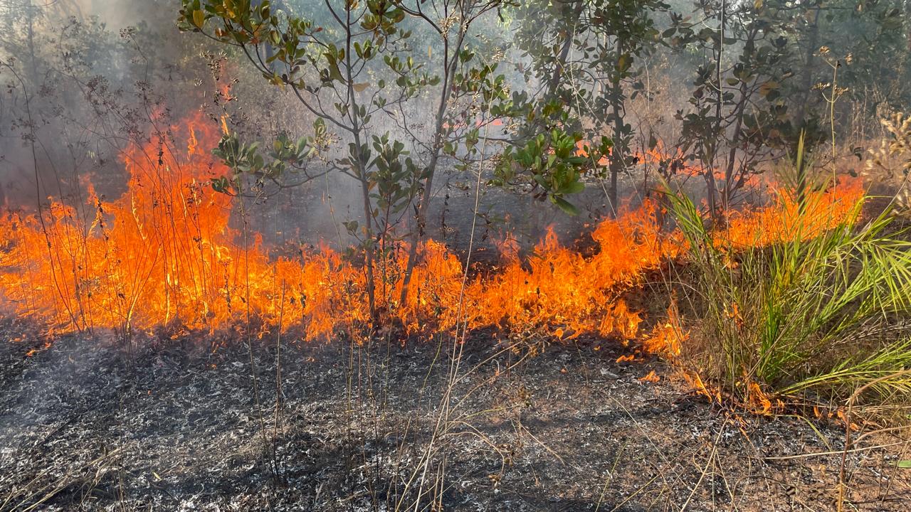 Chakulia : जंगल में लगी आग की चिंगारी से अंडा से लदे छोटा हाथी वाहन में लगी आग