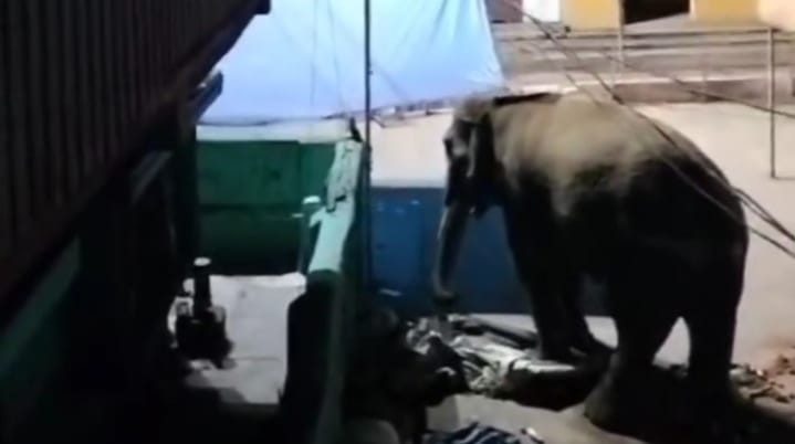 Saraikela: चांडिल शहरी क्षेत्र में भोजन की तलाश में पहुंचा हाथी, मारुति वैन अनाज सहित कई सामानों को नुकसान पहुंचाया