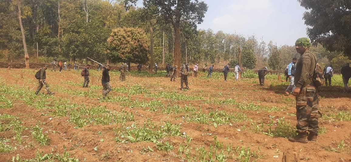 Chaibasa: अवैध अफीम की खेती के खिलाफ बड़ी कार्रवाई, 33 एकड़ क्षेत्र में लगे अफीम के पौधों को किया गया नष्ट