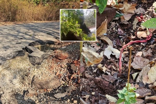 Chaibasa: जवानों की सूझबूझ से टला बड़ा हादसा, 20 और पांच किलो के दो शक्तिशाली IED बम बरमाद कर किया डिफ्यूज