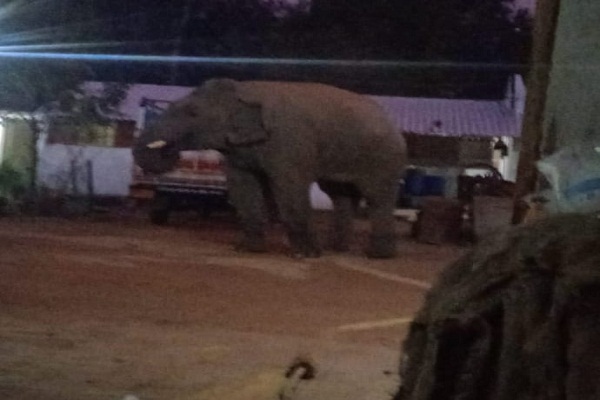 Chakulia : चाकुलिया राज उद्योग में घुसा हाथी, पांच बोरी धान खाया और बर्बाद किया