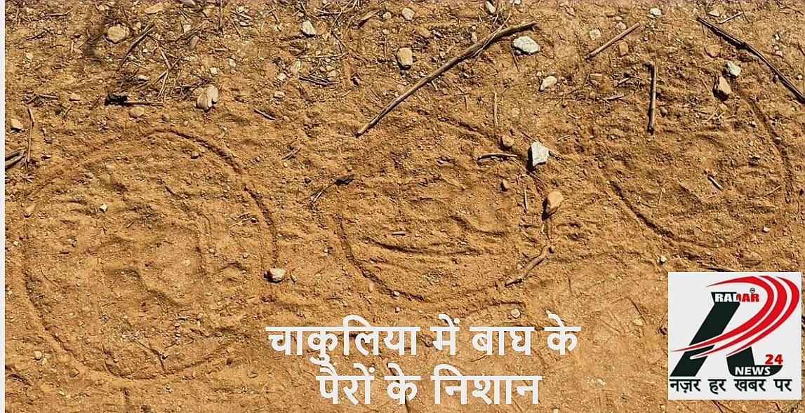 Chakulia : फुलपानी और दुबराजपुर के पास मिले बाघ के पंजे के निशान, वन विभाग की टीम पहुंची