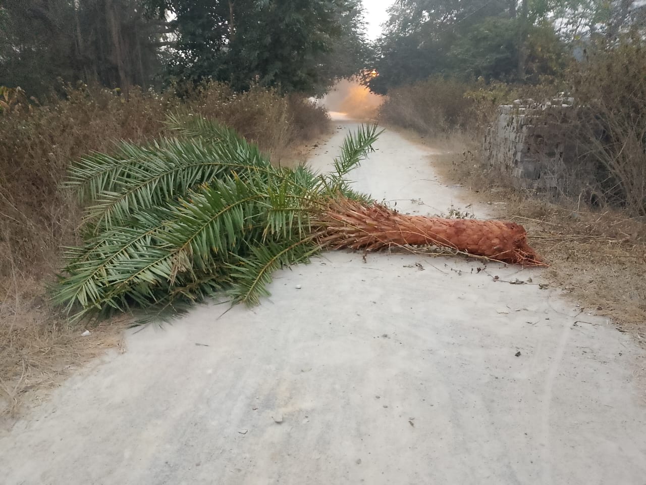 Elephant Attack : हाथियों के निवाला बने हैं खजूर और केला के पेड़, अनाज खाने के लिए चावल मिलों पर कर रहे हैं हमला