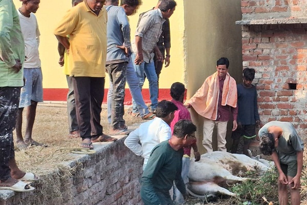 Potka : संकरी गली में फंसी गाय को कड़ी मशक्कत के बाद निकाला गया