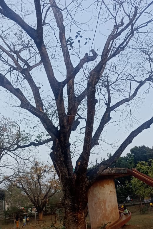 Chakulia : केएनजे हाई स्कूल के पार्क में अनहोनी को दावत दे रही हैं जर्जर पेड़ की सूखी डालियां