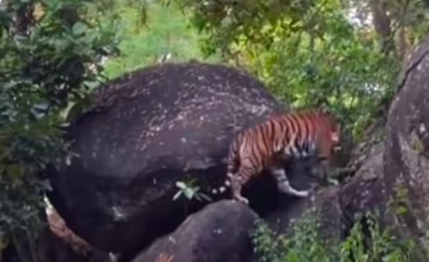 Chandil: दलमा सेंचुरी में देखा गया रॉयल बंगाल टाइगर, पर्यटकों में दहशत