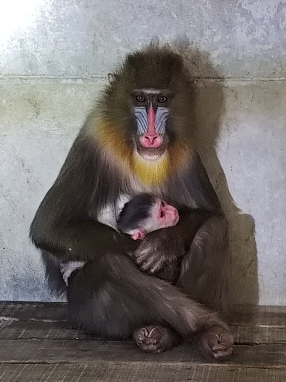 Jamshedpur: Tata Zoo में दो तेंदुआ शावकों और एक मैंड्रिल बंदर शिशु का हुआ जन्म, देखिए ममता की मनमोहक तस्वीरें