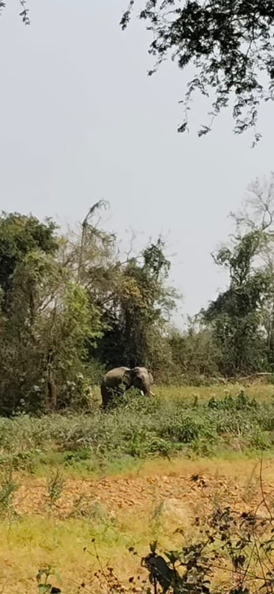 Breaking news Baharagora : जंगली हाथी के हमले से एक युवक की मौत, दूसरा घायल