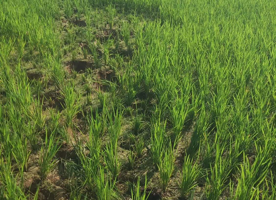 Chakulia: चाकुलिया में हाथियों का उत्पात – खेतों में खड़ी सब्जी और धान की फसलों को किया बर्बाद, किसानों को भारी नुकसान