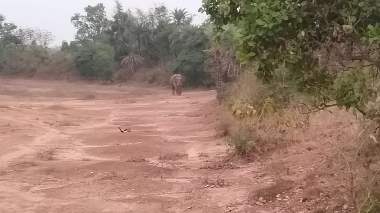 बहरागोड़ा : जंगली हाथी के दस्तक से वन विभाग ने ग्रामीणों को किया सतर्क