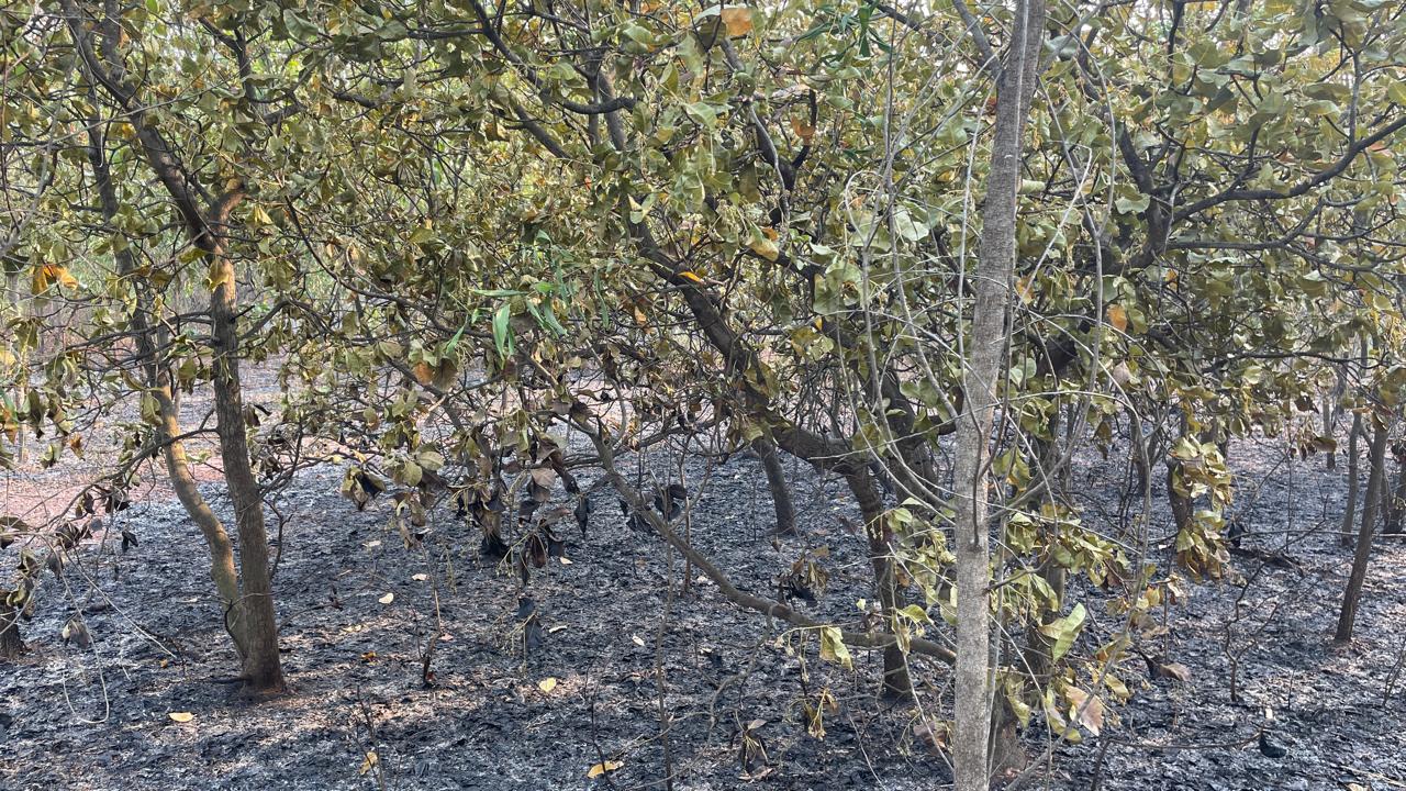 Chakulia : पुरनापानी जंगल में लगी भीषण आग, फूलों से लदे काजू के दर्जनों पेड़ जले