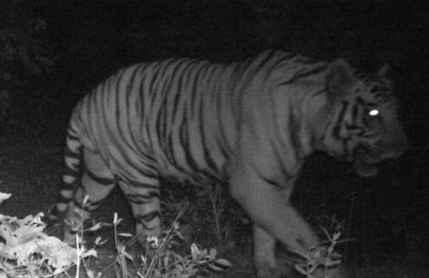 Seraikela :  बूढ़ा बाबा शिव मंदिर के गौ आश्रम में बाघ ने गाय को बनाया अपना शिकार, क्षेत्र में दहशत