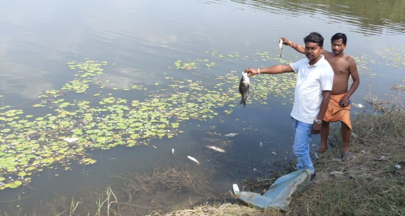 Gamharia : बीरबांस के निश्चिंतपुर तालाब में रहस्यमय ढंग से मरी लाखों रुपये की मछलियां, मत्स्य पालक चिंतित