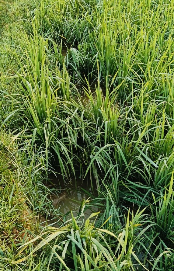 Bahragora: जंगली हाथी ने बर्बाद की फसल, दहशत में ग्रामीण – मुआवजे की मांग