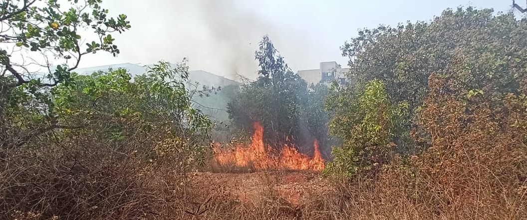 Baharagora : काजू जंगल में लगी भीषण आग, वन विभाग व स्थानीय लोगों ने बुझाई आग