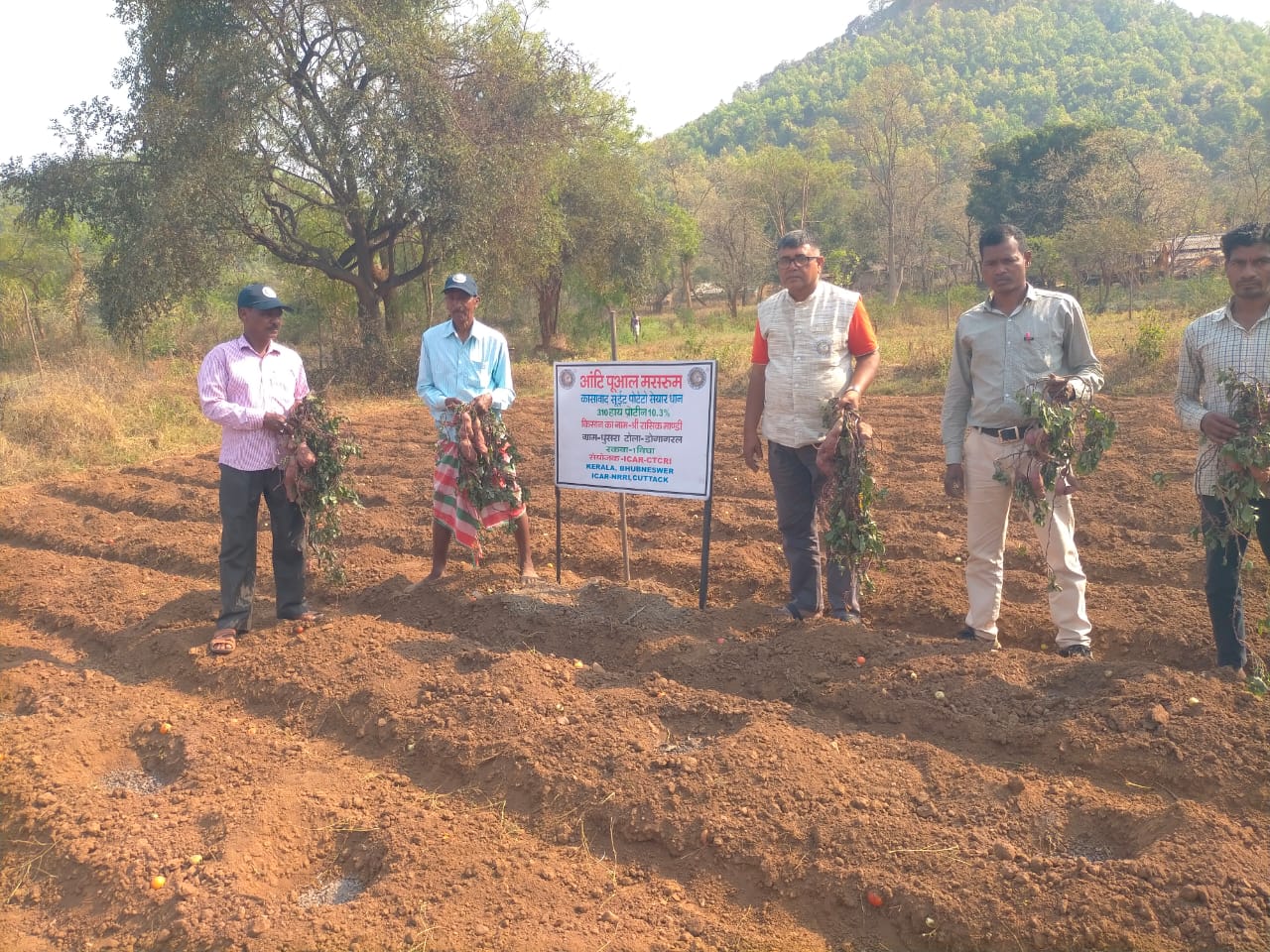Jharkhand: झारखंड के किसानों के लिए नई कृषि क्रांति, शुगर फ्री शकरकंद की खेती की शुरुआत