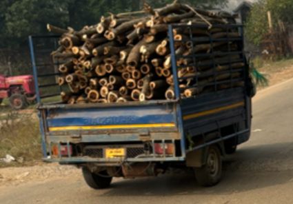 Jadugora: जादूगोड़ा में जंगलों की अवैध कटाई जारी, वन विभाग नहीं लगा पा रहा रोक