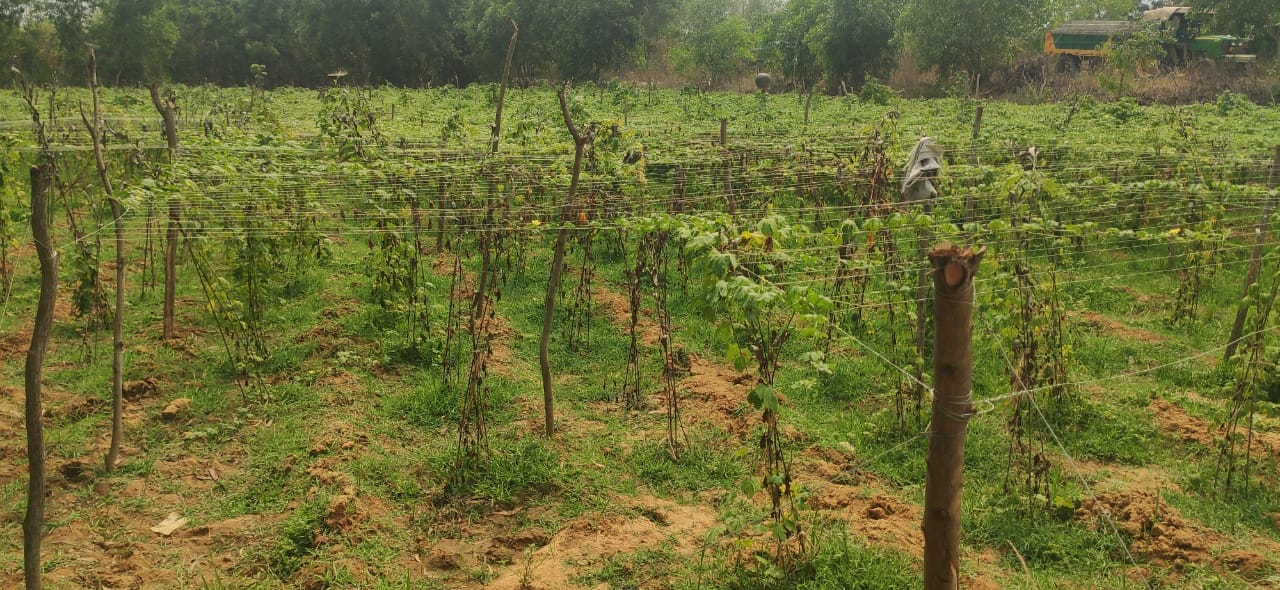 Baharagora : ओलावृष्टि में कई किसानों के फसल नष्ट, अंचल प्रशासन से मुआवजे की मांग