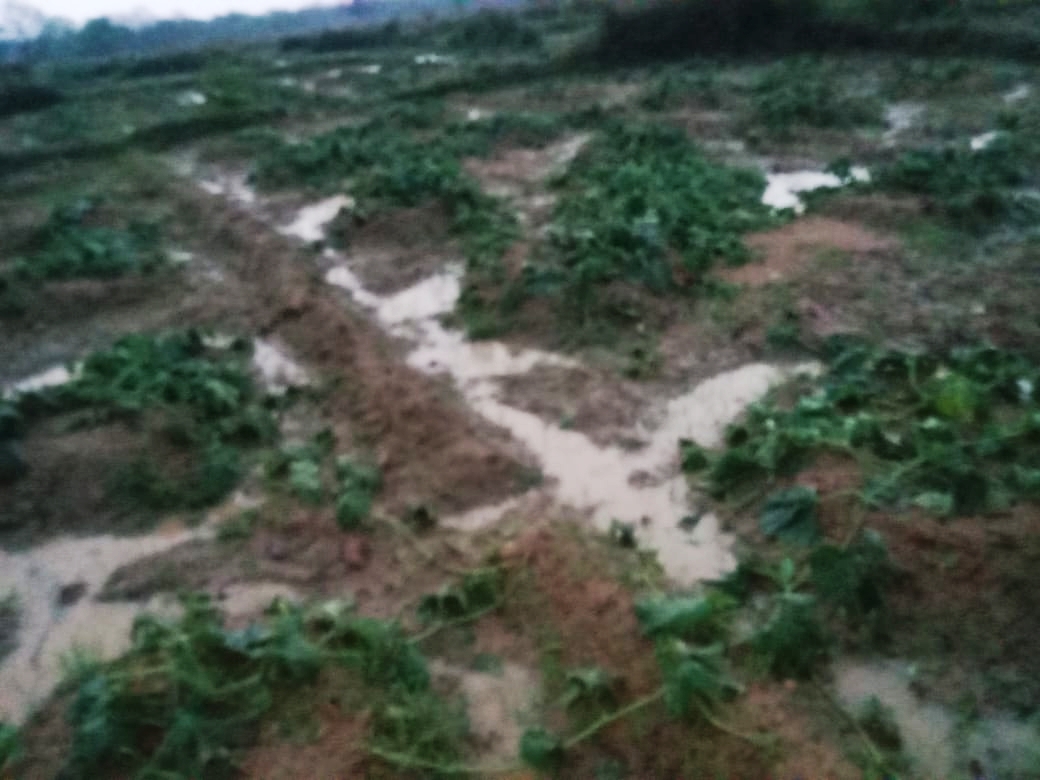Gamharia: ओलावृष्टि से फसलों को भारी नुकसान, चार एकड़ भूमि पर लगे किसान की मेहनत पर फिरा पानी