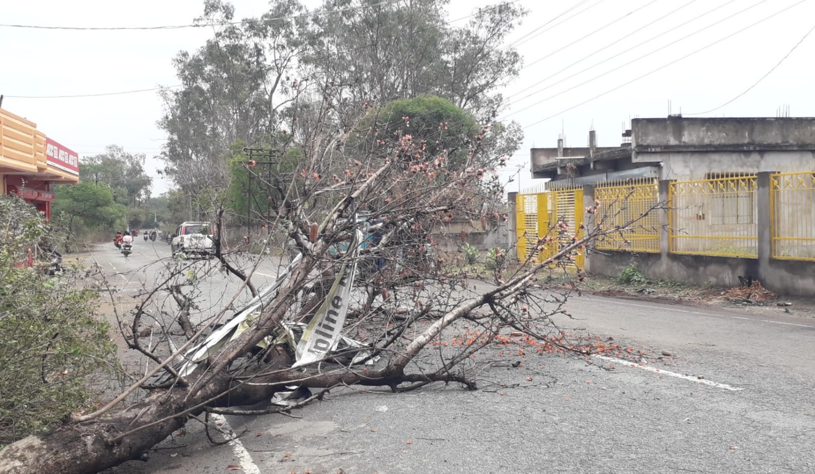 Potka : तेज आंधी तूफान से सड़क पर पेड़ गिरा, आवागमन बाधित