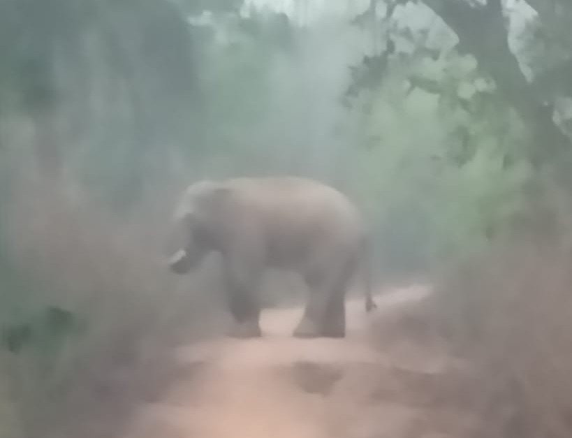 Bahragora: बहरागोड़ा में दिखा जंगली हाथी, वन विभाग ने जारी किया अलर्ट