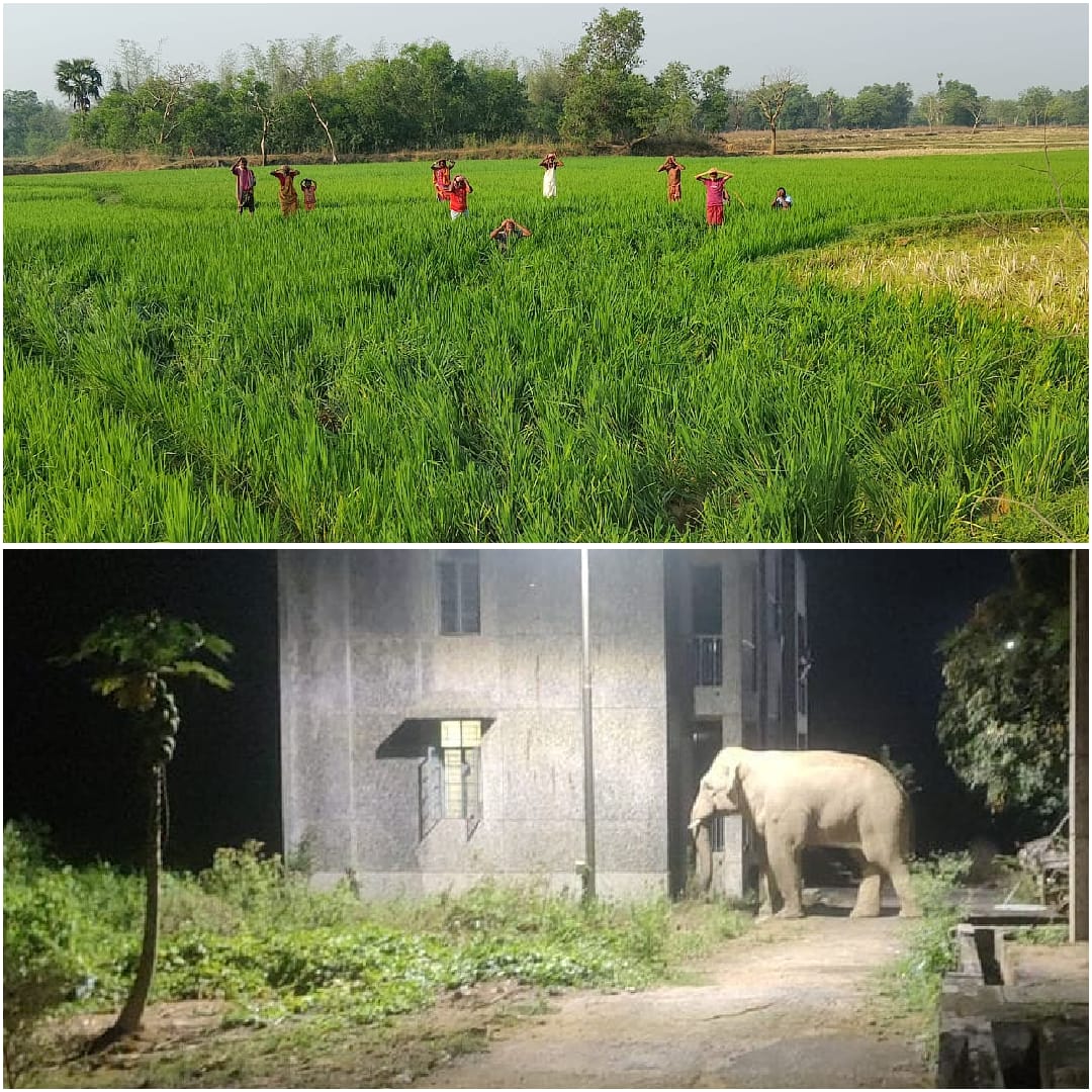 Baharagora : दूधकुंडी गांव में हाथियों ने मचाया उत्पात, फसल किया नष्ट