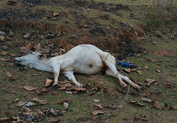 West Singhbhum: 4 हजार वोल्ट के बिजली के तार गिरने से बैल की मौत, बिजली विभाग की लापरवाही