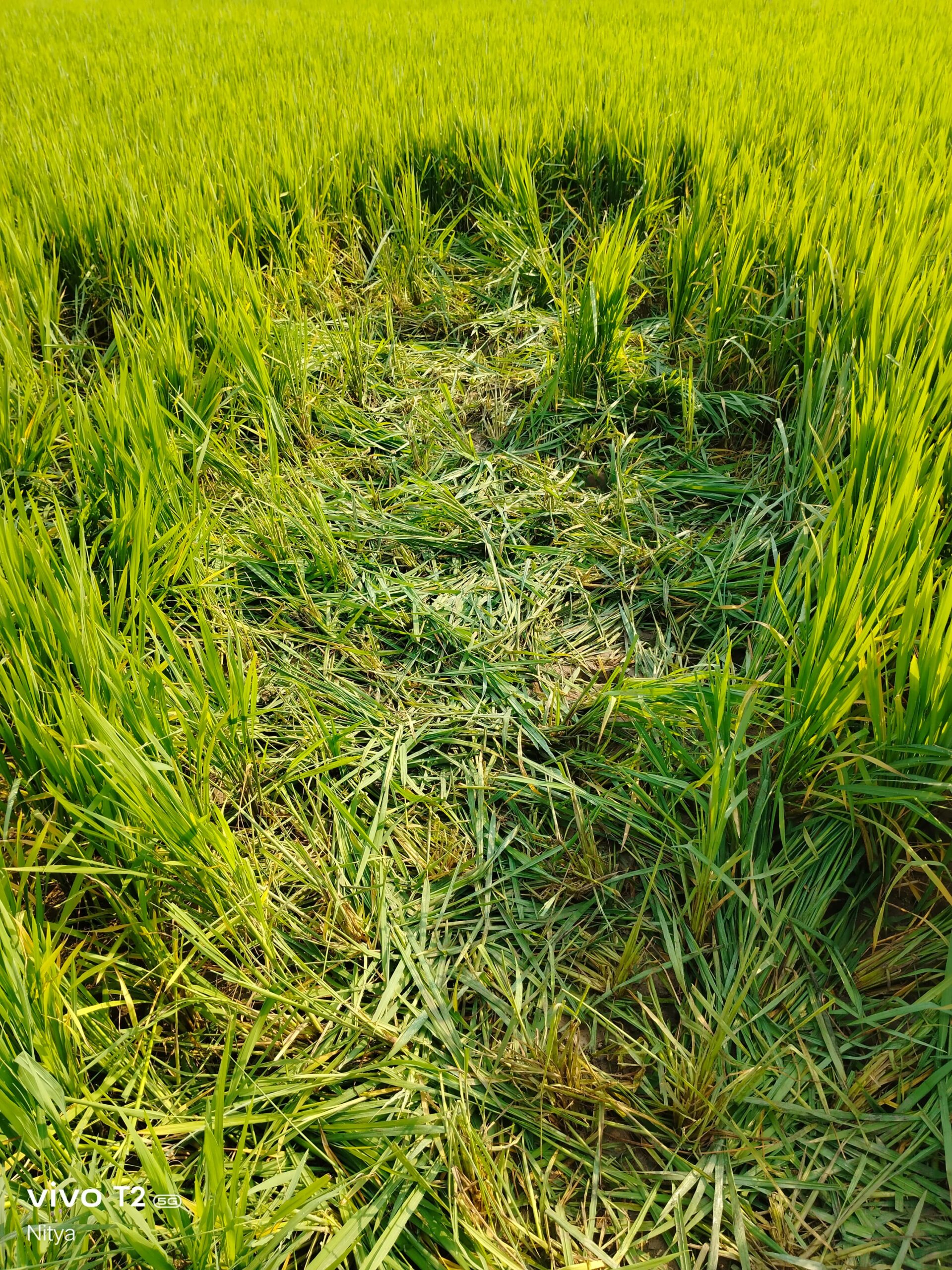 Baharagora: लुगाहारा गांव में बारह हाथियों के झुंड ने डेरा डाला, किसान चिंतित