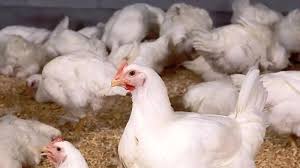 Jharkhand: बोकारो में बर्ड फ्लू की पुष्टि – पशुपालन विभाग ने जारी किया अलर्ट, पोल्ट्री प्रोडक्ट्स पर बढ़ाई गई निगरानी