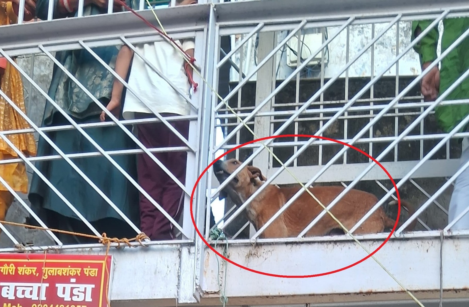 Deoghar: बैद्यनाथ धाम की अव्यवस्थाएं उजागर, भक्तों की कतार में घुसा कुत्ता – गंगाजल अपवित्र होने से भक्त नाराज