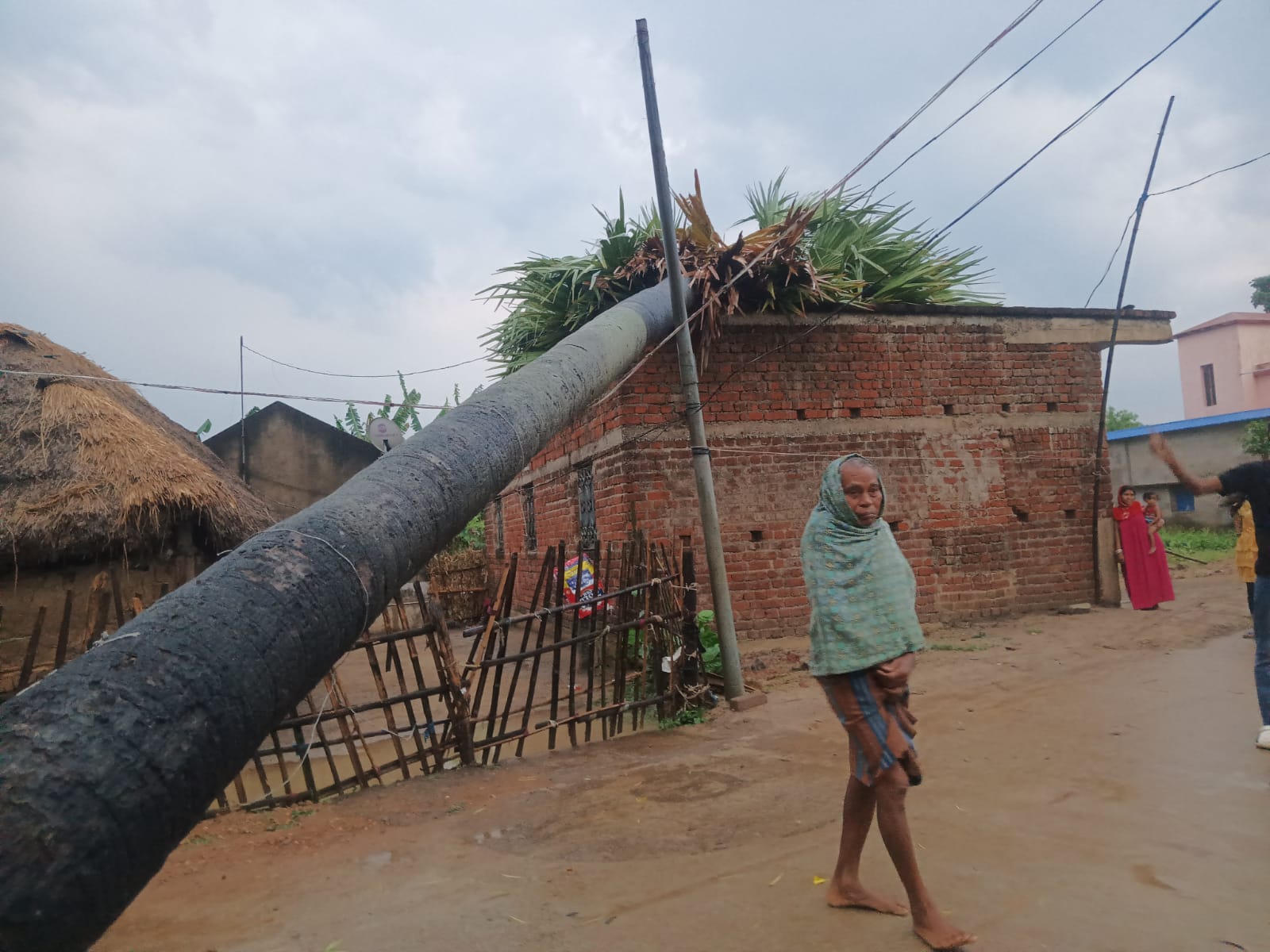 Bahragora: तेज बारिश में गिरा ताल का पेड़, घर की छत में आई दरार