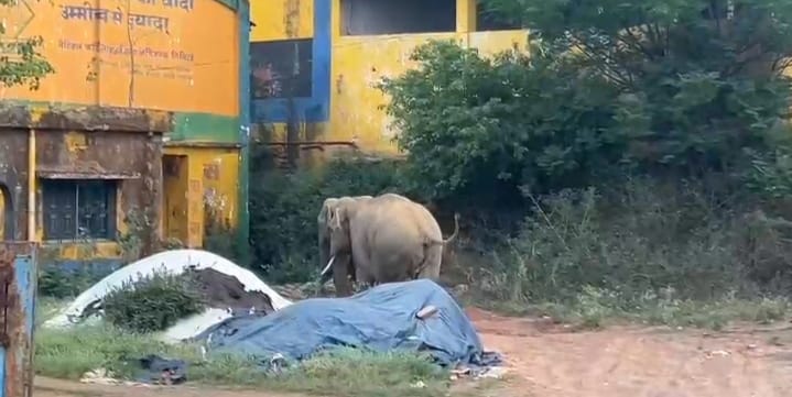Ranchi: राजधानी रांची के रातू में जंगली हाथियों की आमद, दहशत में स्थानीय