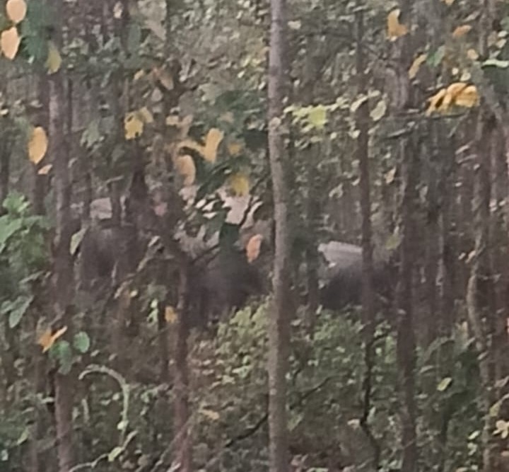 Bahragora: साल जंगल में दिखे दो हाथी, ग्रामीणों को किया गया सतर्क