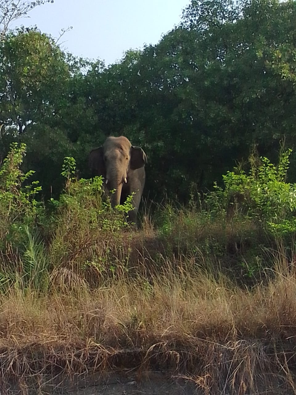 Baharagora: लुगाहारा साल जंगल में दो जंगली हाथी के आने पर वन विभाग ग्रामीणों को कर रही सतर्क