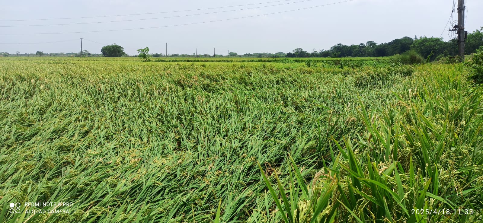 Bahragora: आंधी-बारिश ने फिर तोड़ी किसानों की कमर, गरमा धान की फसल को भारी नुकसान