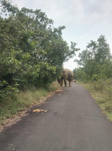 Baharagora: वन विभाग के ट्रेंच नहीं खोदने से लोगों को हो रही है परेशानी, हाथी आ जाते है सड़क पर